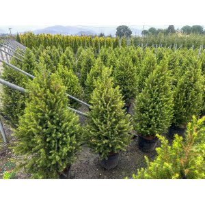 Smrek biely (Picea glauca) ´CONICA´- výška 80-100 cm, kont. C15L
